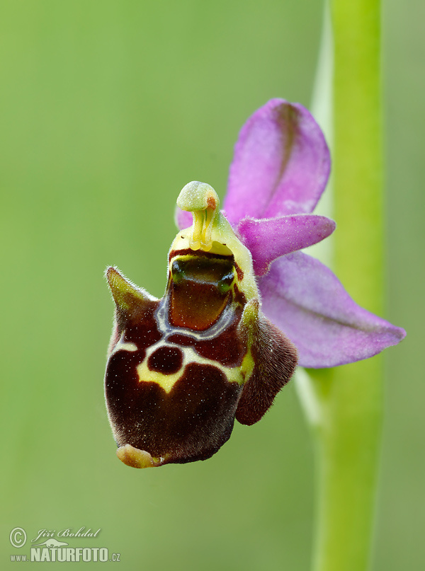 Hmyzovník Holubyho (Ophrys holoserica subsp. holubyana)