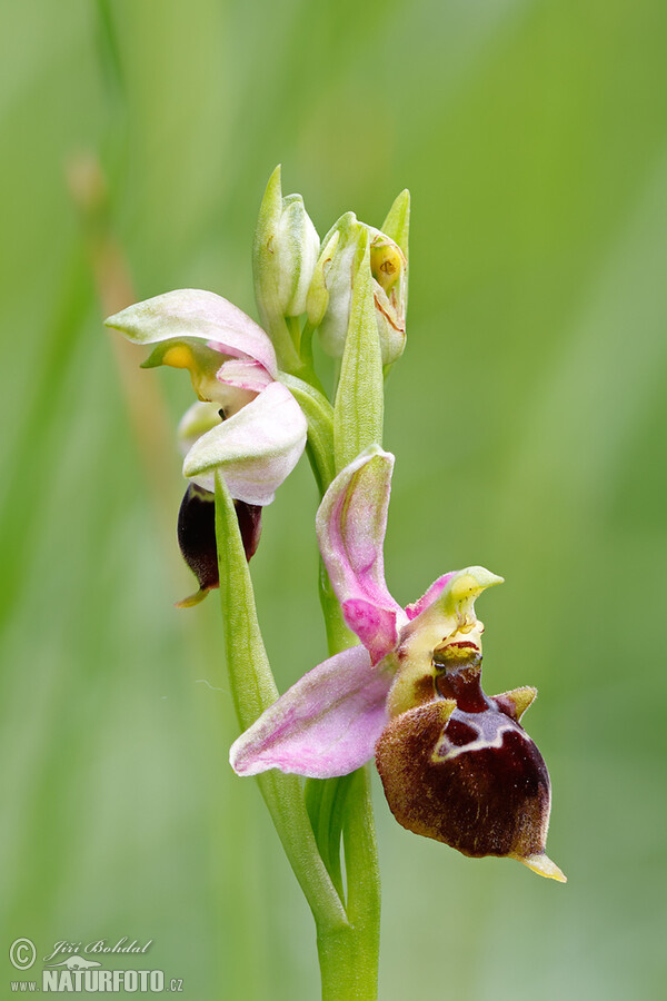 Hmyzovník Holubyho (Ophrys holoserica subsp. holubyana)