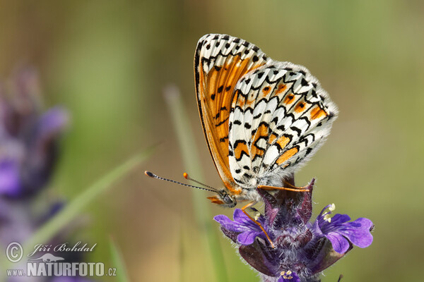 Hnedáčik mriežkovaný (Melitaea cinxia)