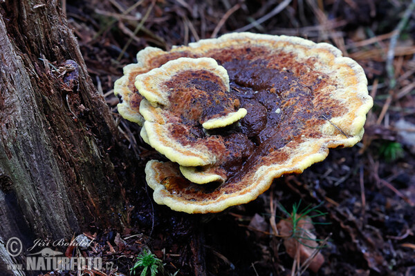 Hnedák Schweinitzov (Phaeolus schweinitzii)