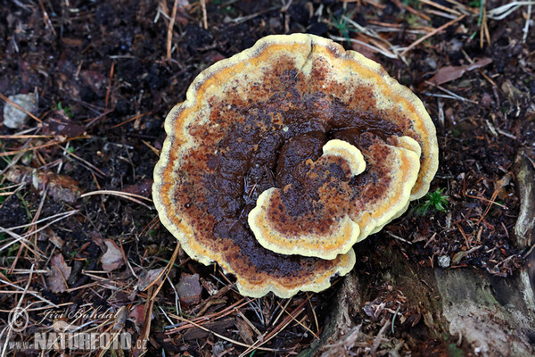 Hnedák Schweinitzov (Phaeolus schweinitzii)