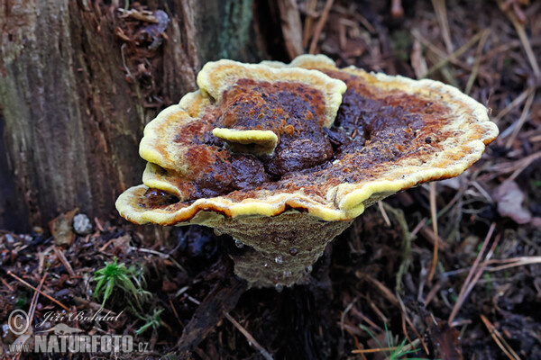 Hnedák Schweinitzov (Phaeolus schweinitzii)