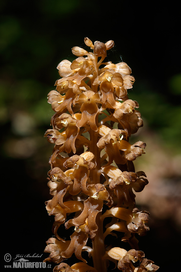 Hniezdovka hlístová (Neottia nidus-avis)