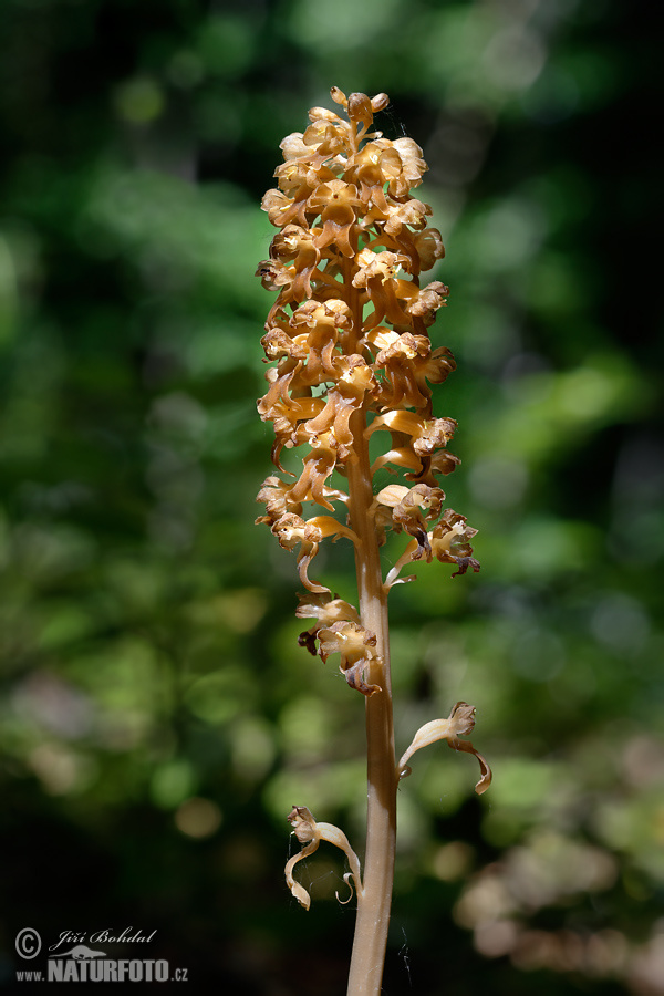 Hniezdovka hlístová (Neottia nidus-avis)