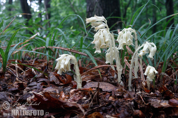 Hnilák smrkový (Monotropa hypopitys)