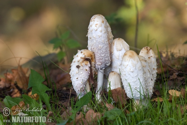 Hnojník obecný (Coprinus comatus)