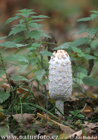 hnojník obyčajný (Coprinus comatus)