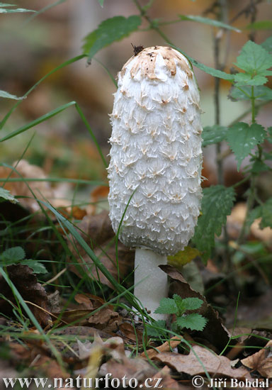 hnojník obyčajný (Coprinus comatus)