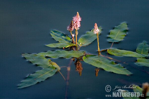 Horčiak obojživelný (Persicaria amphibia)