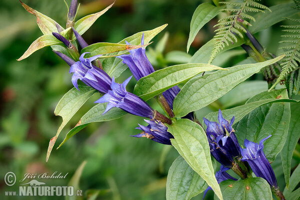 Horec luskáčovitý (Gentiana asclepiadea)