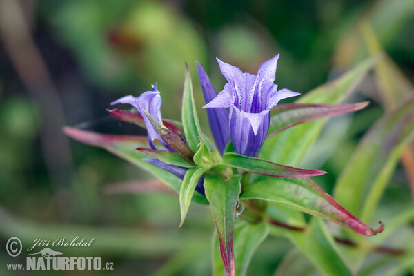 Horec luskáčovitý (Gentiana asclepiadea)