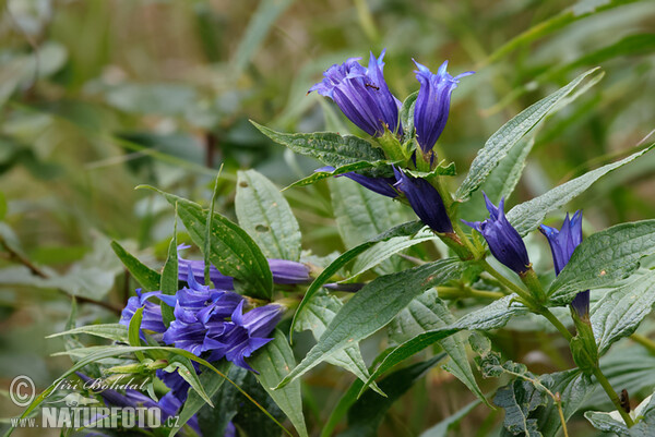 Horec luskáčovitý (Gentiana asclepiadea)