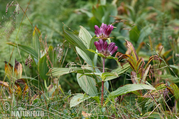 Hořec panonský (Gentiana pannonica)