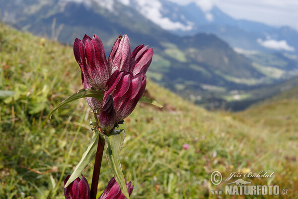 Hořec panonský (Gentiana pannonica)