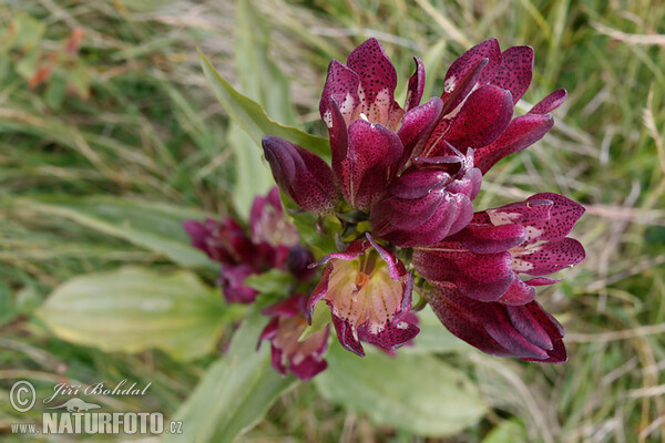 Hořec panonský (Gentiana pannonica)