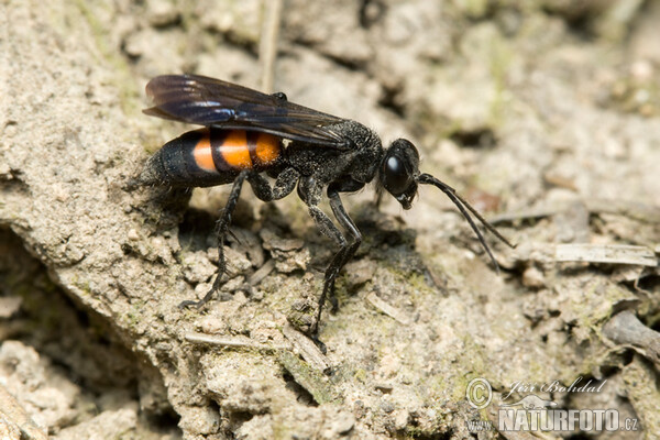 Hrabalka pocestní (Anoplius viaticus)