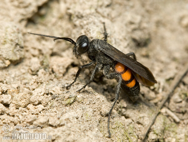 Hrabalka pocestní (Anoplius viaticus)