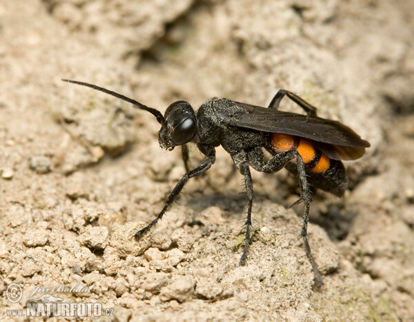 Hrabalka pocestní (Anoplius viaticus)