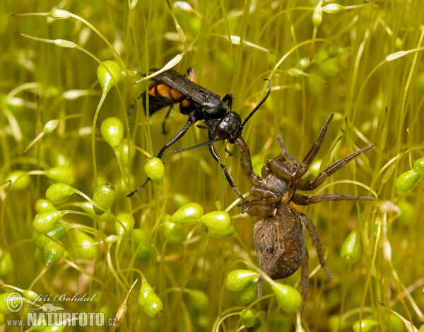 Hrabalka pocestní (Anoplius viaticus)