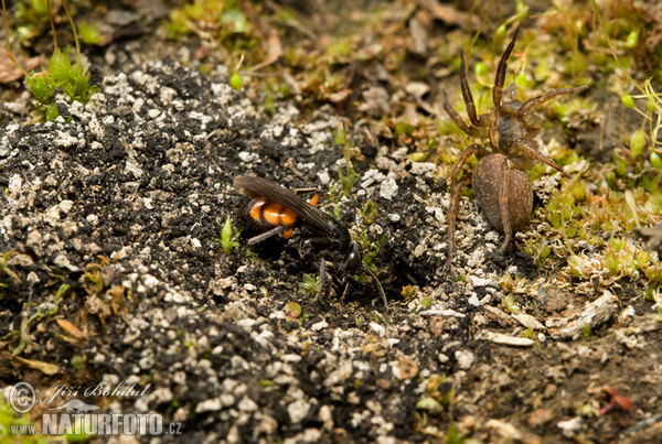 Hrabalka pocestní (Anoplius viaticus)