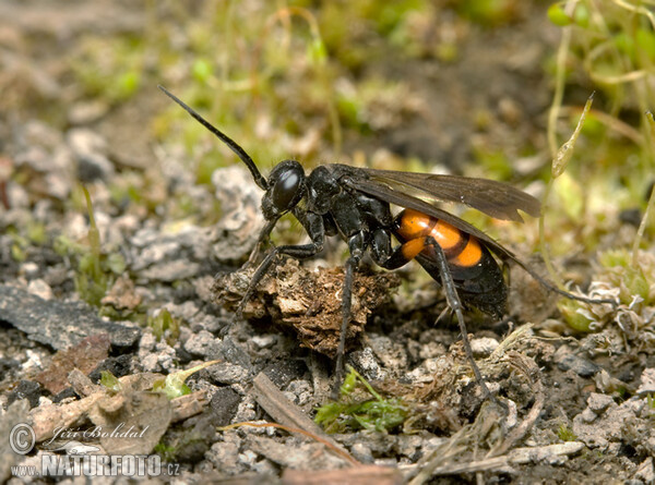 Hrabalka pocestní (Anoplius viaticus)