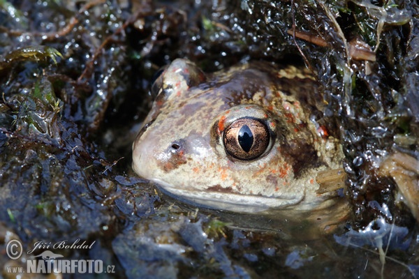 Hrabavka škvrnitá (Pelobates fuscus)