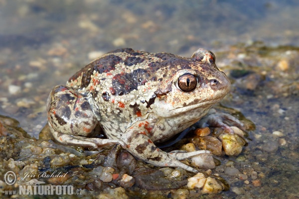 Hrabavka škvrnitá (Pelobates fuscus)