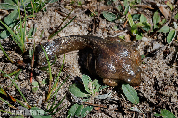 Hrabavka škvrnitá (Pelobates fuscus)