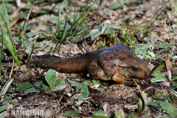 Hrabavka škvrnitá (Pelobates fuscus)