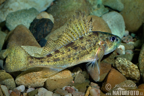 Hrebenačka fŕkaná (Gymnocephalus cernuus)