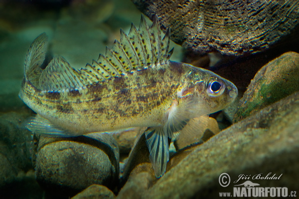 Hrebenačka fŕkaná (Gymnocephalus cernuus)