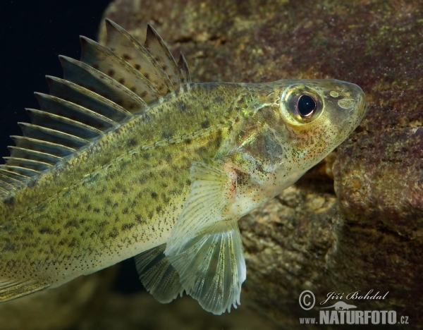 Hrebenačka fŕkaná (Gymnocephalus cernuus)