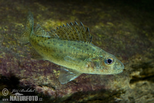 Hrebenačka fŕkaná (Gymnocephalus cernuus)