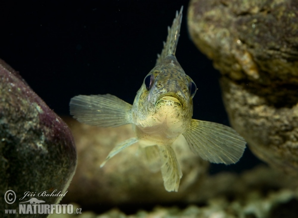 Hrebenačka fŕkaná (Gymnocephalus cernuus)