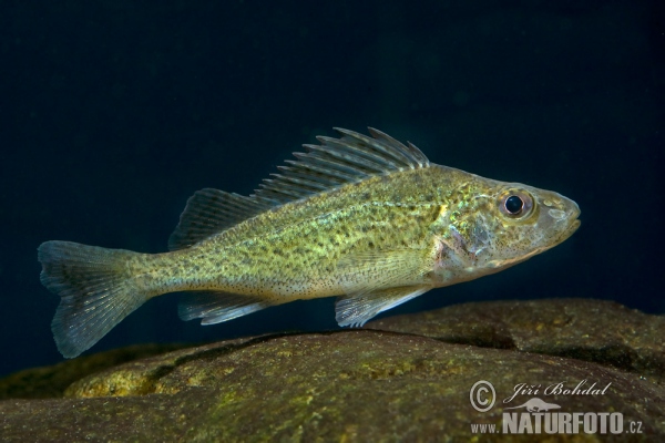 Hrebenačka fŕkaná (Gymnocephalus cernuus)