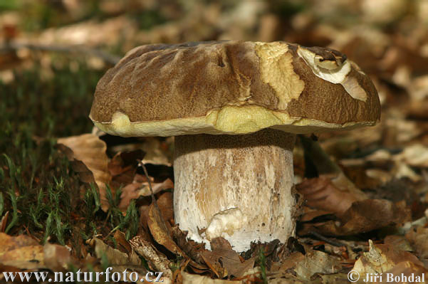 hríb dubový (Boletus reticulatus)