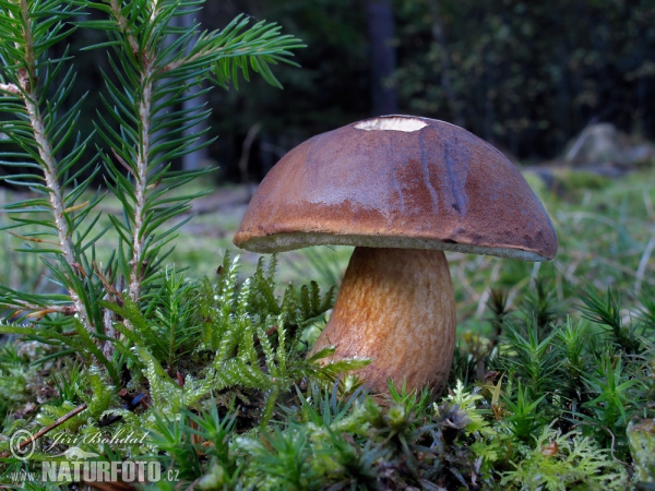 Hřib hnědý (Boletus badius)