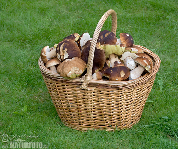 hríb smrekový (Boletus edulis)