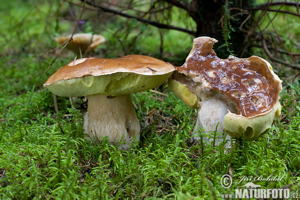 hríb smrekový (Boletus edulis)