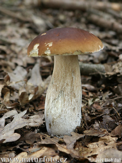 hríb smrekový (Boletus edulis)