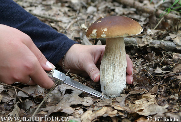 hríb smrekový (Boletus edulis)