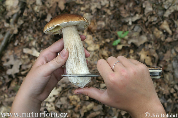 hríb smrekový (Boletus edulis)