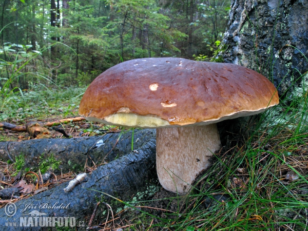 hríb smrekový (Boletus edulis)