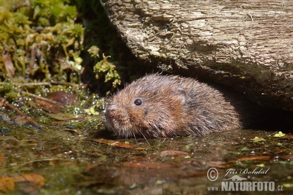 Hryzec vodný (Arvicola amphibius)