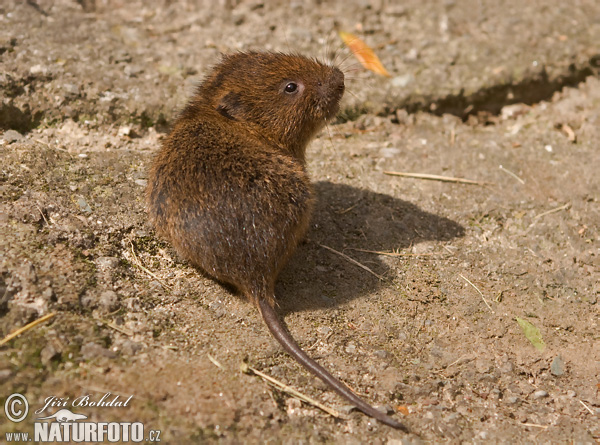 Hryzec vodný (Arvicola amphibius)