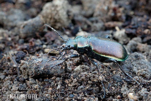 Húseničiar hnedý (Calosoma inquisitor)