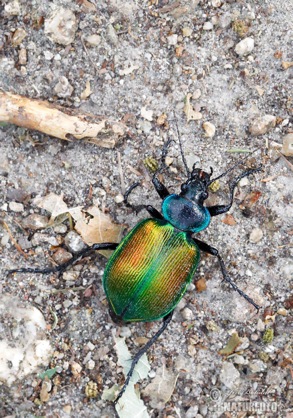 Húseničiar pižmový (Calosoma sycophanta)