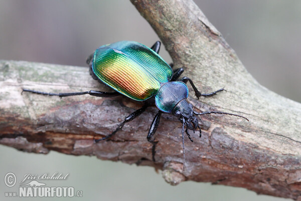 Húseničiar pižmový (Calosoma sycophanta)