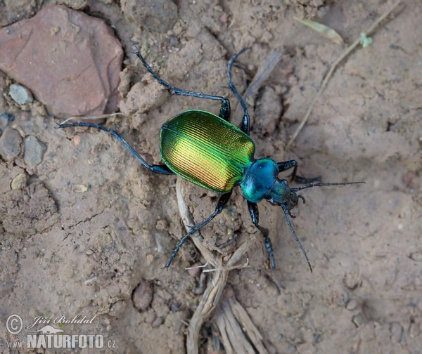 Húseničiar pižmový (Calosoma sycophanta)