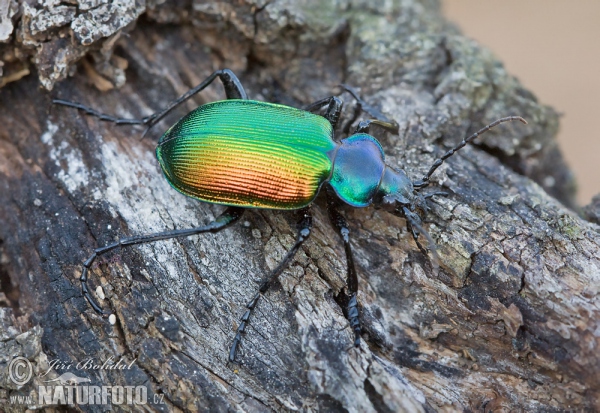 Húseničiar pižmový (Calosoma sycophanta)